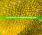 hj9db8海角2023: 探索未来的海洋奇观与生态保护